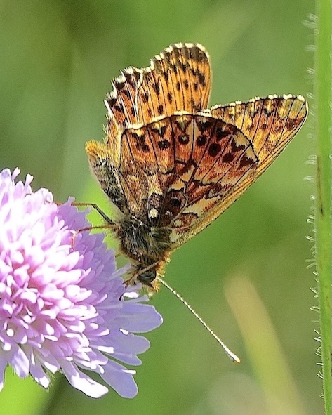 Titania's fritillary